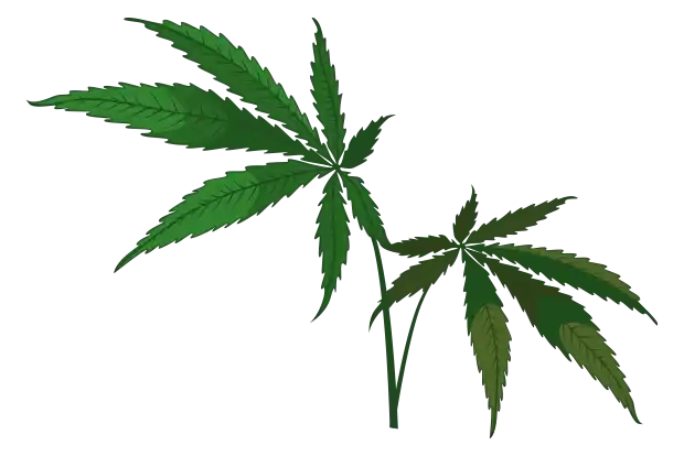 zwei-ganze-grüne-Hanfblätter-ohne-Hintergrund